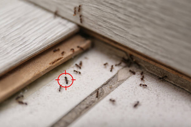 Best Commercial Pest Control Services  in Merrionette Park, IL