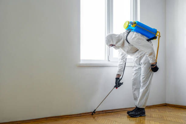 Best Termite Control Services  in Merrionette Park, IL