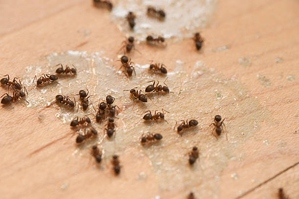 Best Pest Removal Services  in Merrionette Park, IL