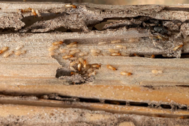 Best Mosquito Control Services  in Merrionette Park, IL