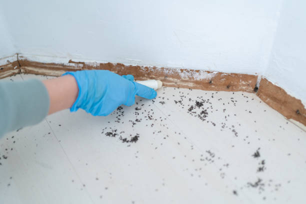 Best Flea Control Services  in Merrionette Park, IL
