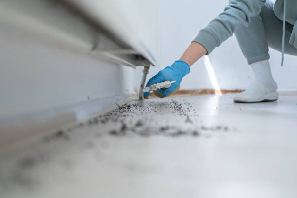 Best Ant Control Services  in Merrionette Park, IL